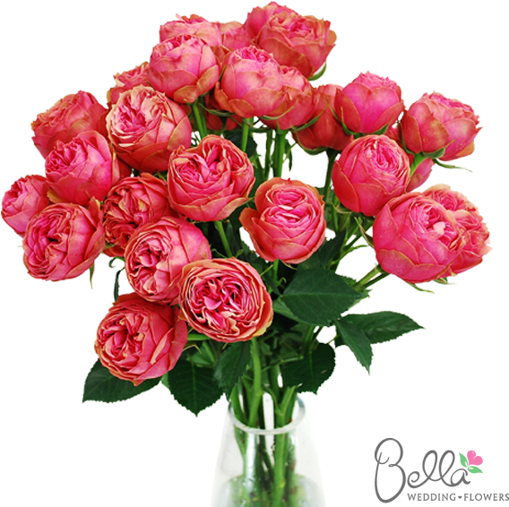 Kabuky Garden Roses Are One Of The Newest Hot Items - Red Rose Bouquet - Free Transparent PNG Clipart Images Download. - Wedding Transparent PNG Free Download