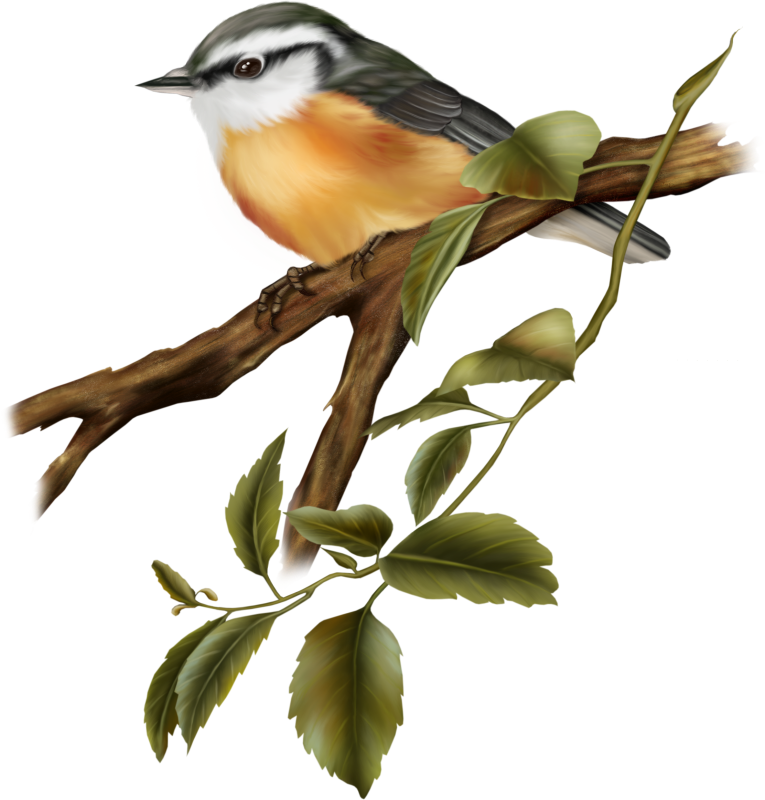 Pin Wedding Clipart Png Format - Oil Painting Birds With A Branch Decorative Hanging Transparent PNG - 765x800 - Free Download on - Wedding Transparent PNG Free Download