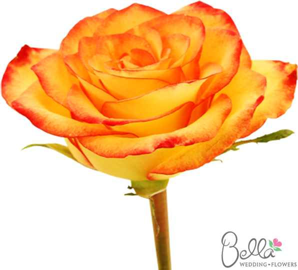 Voodoo Are A Gorgeous Variety Of Orange Rose And One - Wedding - Free Transparent PNG Clipart Images Download. - Wedding Transparent PNG Free Download