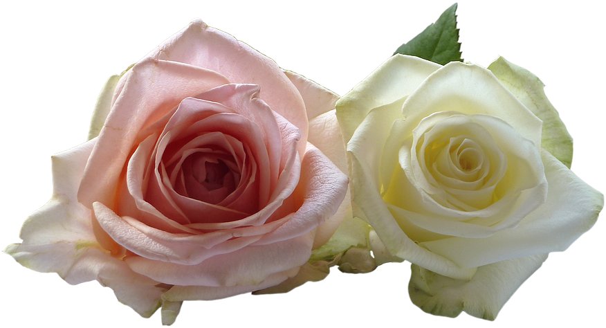 White Rose Png 10, Buy Clip Art - Wedding - Free Transparent PNG Clipart Images Download. - Wedding Transparent PNG Free Download