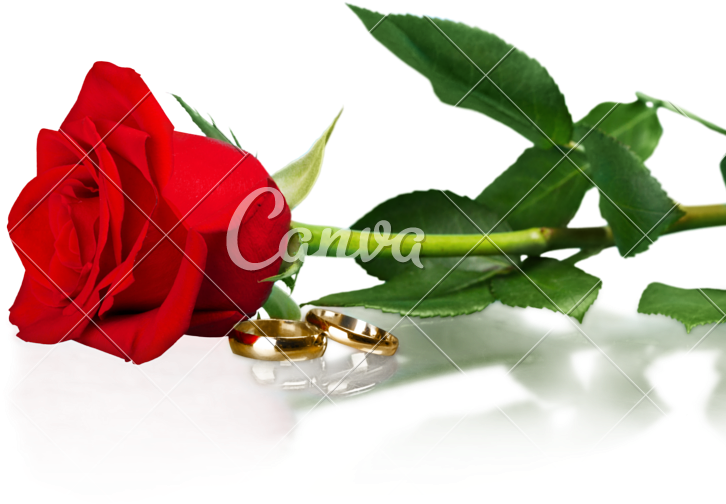 Red Rose With A Wedding Rings - Png Blumenladen - Free Transparent PNG Clipart Images Download. - Wedding Transparent PNG Free Download