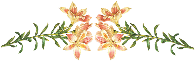 Wedding Officiants For Hire In Los Angeles - Giclee Painting: Langlois' Alstroemeria Pelegrina, - Free Transparent PNG Clipart Images Download. - Wedding Transparent PNG Free Download
