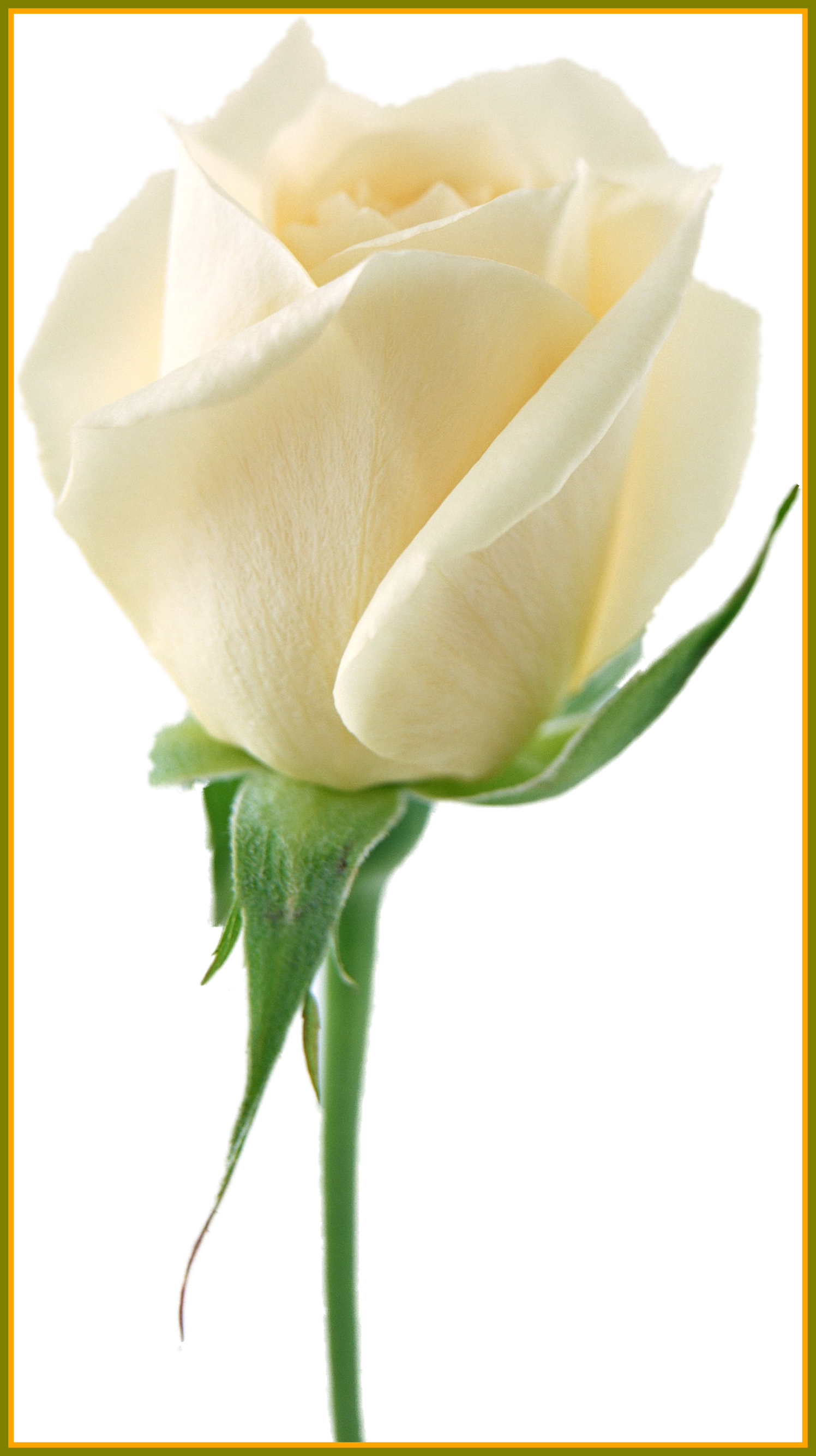 Amazing White Roses Png My Favorites Picture Of Wedding - White Roses Transparent Background - Free Transparent PNG Clipart Images Download. - Wedding Transparent PNG Free Download