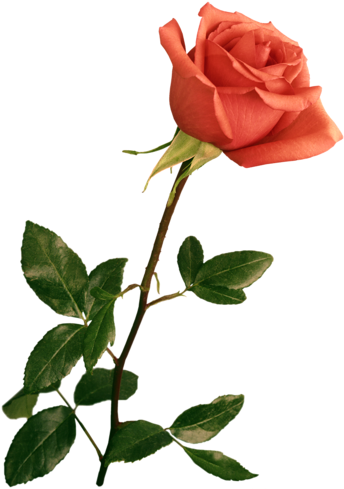 Harika Gül Resimleri, Muhteşem Çiçek Resimleri, Süper - Wedding Backgrounds For Photoshop - Free Transparent PNG Clipart Images Download. - Wedding Transparent PNG Free Download