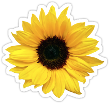 Sunflower Png Tumblr Sunflower Png Tumblr - Wedding - Free Transparent PNG Clipart Images Download. - Wedding Transparent PNG Free Download