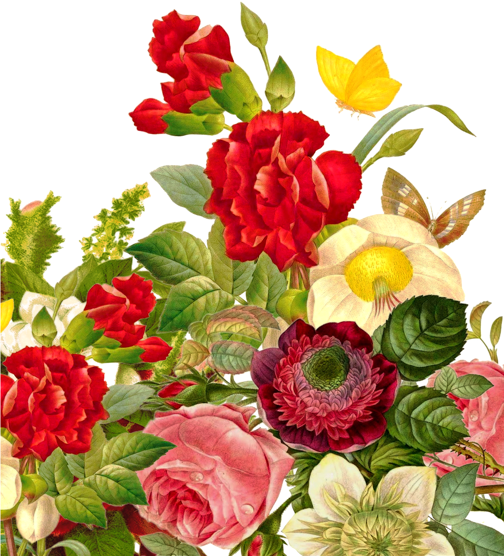 Clip Free Download Wedding Bouquet Rose Butterfly Flowerbouquet - Butterfly Flower Images Rose Transparent PNG - 1024x1280 - Free Download on - Wedding Transparent PNG Free Download