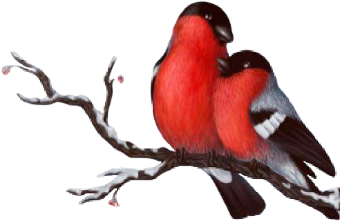 Love Birds Silhouette Png Gallery Images And Information - Wedding - Free Transparent PNG Clipart Images Download. - Wedding Transparent PNG Free Download