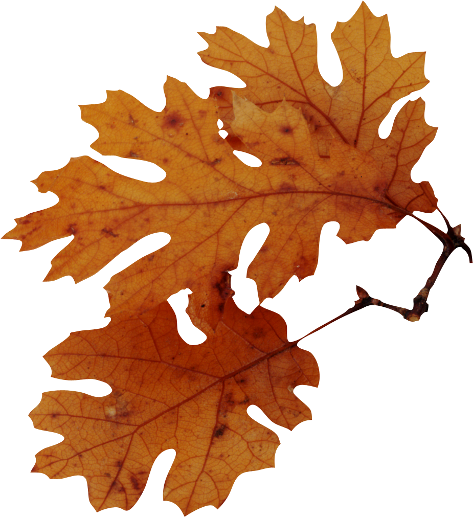 Indian Wedding Album Psd Templates Free Download - Autumn Leaves Png Transparent PNG - 1200x1200 - Free Download on - Wedding Transparent PNG Free Download