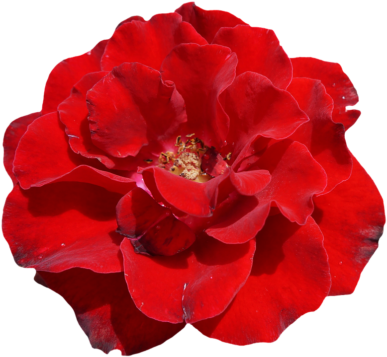 Rosa Vermelha Bela Png - Schöne Rote Rose, Elegante, Wedding Einladung Transparent PNG - 790x720 - Free Download on - Wedding Transparent PNG Free Download