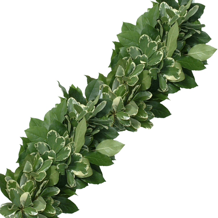 Fresh Salal Variegated Pittosporum Garland Wreaths - Variegated Pittosporum Garland Transparent PNG - 755x755 - Free Download on - Wedding Transparent PNG Free Download