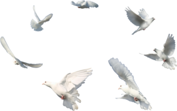 Wedding White Dove Png - Flying Dove Png Transparent Transparent PNG - 580x366 - Free Download on - Wedding Transparent PNG Free Download