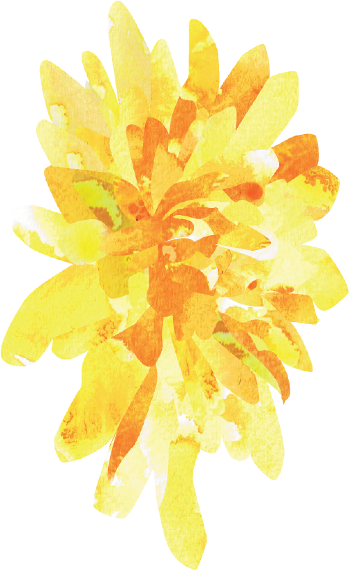 Watercolor Stationary Illustration Wedding September - Tagetes Patula Transparent PNG - 1139x854 - Free Download on - Wedding Transparent PNG Free Download