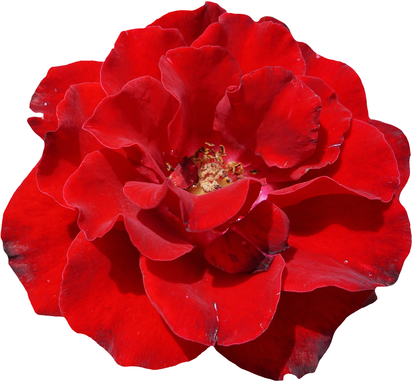 Rose, Red, Blossom, Bloom, Flower, Garden, Beautiful - Schöne Rote Rose, Elegante, Wedding Einladung - Free Transparent PNG Clipart Images Download. - Wedding Transparent PNG Free Download