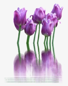 Spring Flower Png Transparent - Hello Spring Goodbye Winter, Png Download - Winter Transparent PNG Free Download