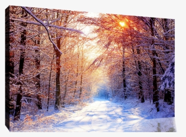 Winter Forest Color Palette, HD Png Download - Winter Transparent PNG Free Download