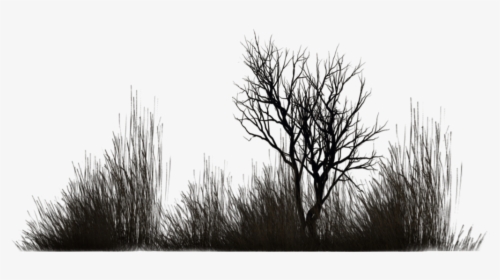 Photo Winter Vegetation 5 By Wolverine041269-d5yfu4w, HD Png Download - Winter Transparent PNG Free Download
