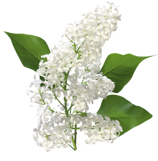 Tubes Fleurs - Types Of White Flowers Used In Winter Bouquet - Free Transparent PNG Clipart Images Download. - Winter Transparent PNG Free Download
