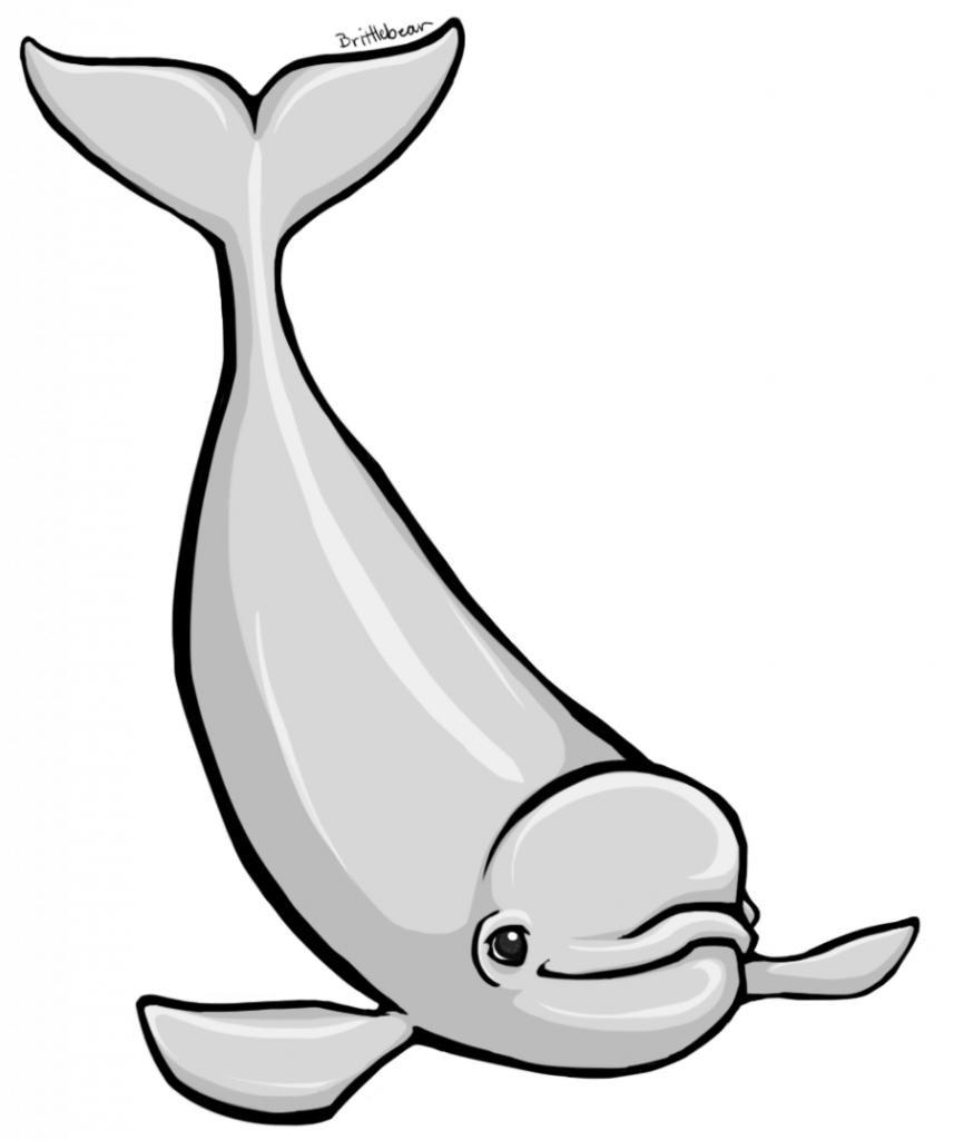 Special Shapes Templates To Cut Out Of Winter Shape - Cartoon Beluga Whale - Free Transparent PNG Clipart Images Download. - Winter Transparent PNG Free Download