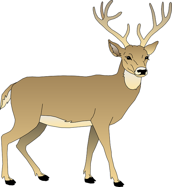 Free Image On Pixabay Deer Male Animal Mammal Antlers - White Tailed Deer Clipart - Free Transparent PNG Clipart Images Download. - Winter Transparent PNG Free Download