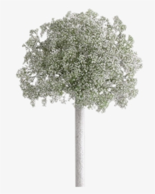 Transparent Baby Breath Png, Png Download - Winter Transparent PNG Free Download