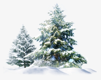 Pine Trees Snow Png, Transparent - Winter Transparent PNG Free Download