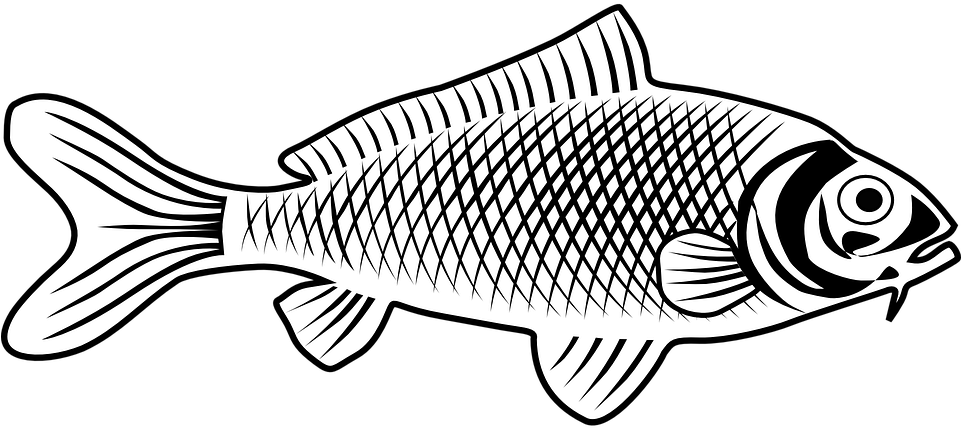 Winter Cliparts Fish 28, Buy Clip Art - Line Art Fish - Free Transparent PNG Clipart Images Download. - Winter Transparent PNG Free Download