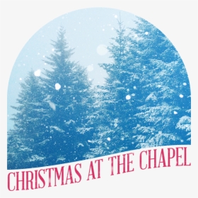 Pine Tree In Winter, HD Png Download - Winter Transparent PNG Free Download