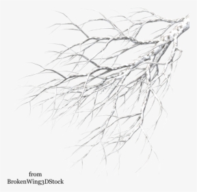 50, Winter Landscape - White Tree Branch Png, Transparent - Winter Transparent PNG Free Download
