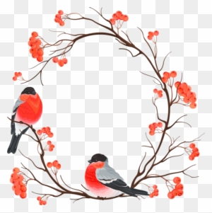 Winter Bird Robin Branch Berry Winter Birds - Cheap Summer Women's T Shirt Floral Birds Pattern T - Free Transparent PNG Clipart Images Download. - Winter Transparent PNG Free Download