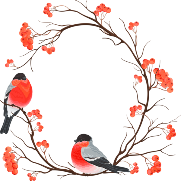Winter Bird Robin Branch Berry Winter Birds - Cheap Summer Women's T Shirt Floral Birds Pattern T - Free Transparent PNG Clipart Images Download. - Winter Transparent PNG Free Download