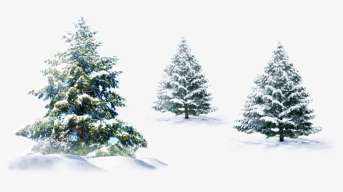 Polar Bear Christmas Tree Christmas Tree - Pine Tree Snow Png, Transparent - Winter Transparent PNG Free Download