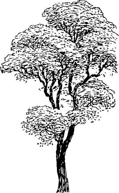 Outline, Drawing, Sketch, Tree, Cartoon, Winter, Trees - Big Plant Clipart Black And White - Free Transparent PNG Clipart Images Download. - Winter Transparent PNG Free Download