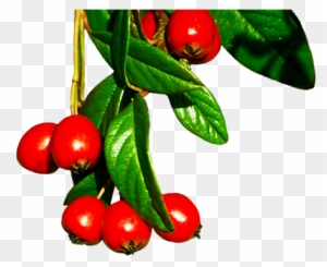 Red Winter Berries, Christmas Orange - Winter Berries Png - Free Transparent PNG Clipart Images Download. - Winter Transparent PNG Free Download