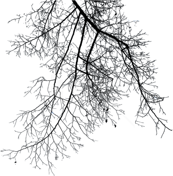 Free Png Branch Png Images Transparent - Winter Tree Branch Png Transparent PNG - 850x615 - Free Download on - Winter Transparent PNG Free Download