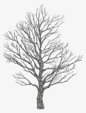 Tree In Winter Drawing At Getdrawings - Smile And Enjoy Life Transparent PNG - 973x1280 - Free Download on - Winter Transparent PNG Free Download